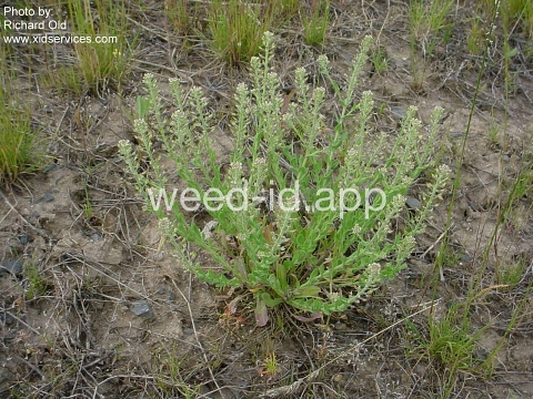pepperweed, field